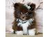 PoulaTo: Pomeranian κουτάβια - Ready 60Euro